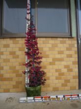 トキワマンサク　赤花